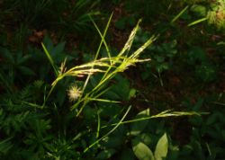 2013-07-13_Regina-F-Rau_Sonnenspitze3 (175).JPG